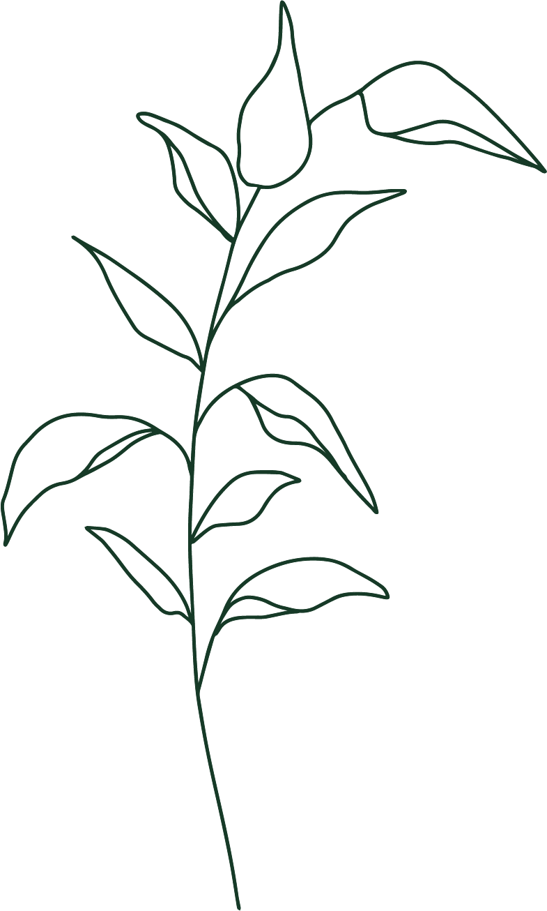 Line drawing of a tall plant with multiple elongated leaves arranged along the stem.