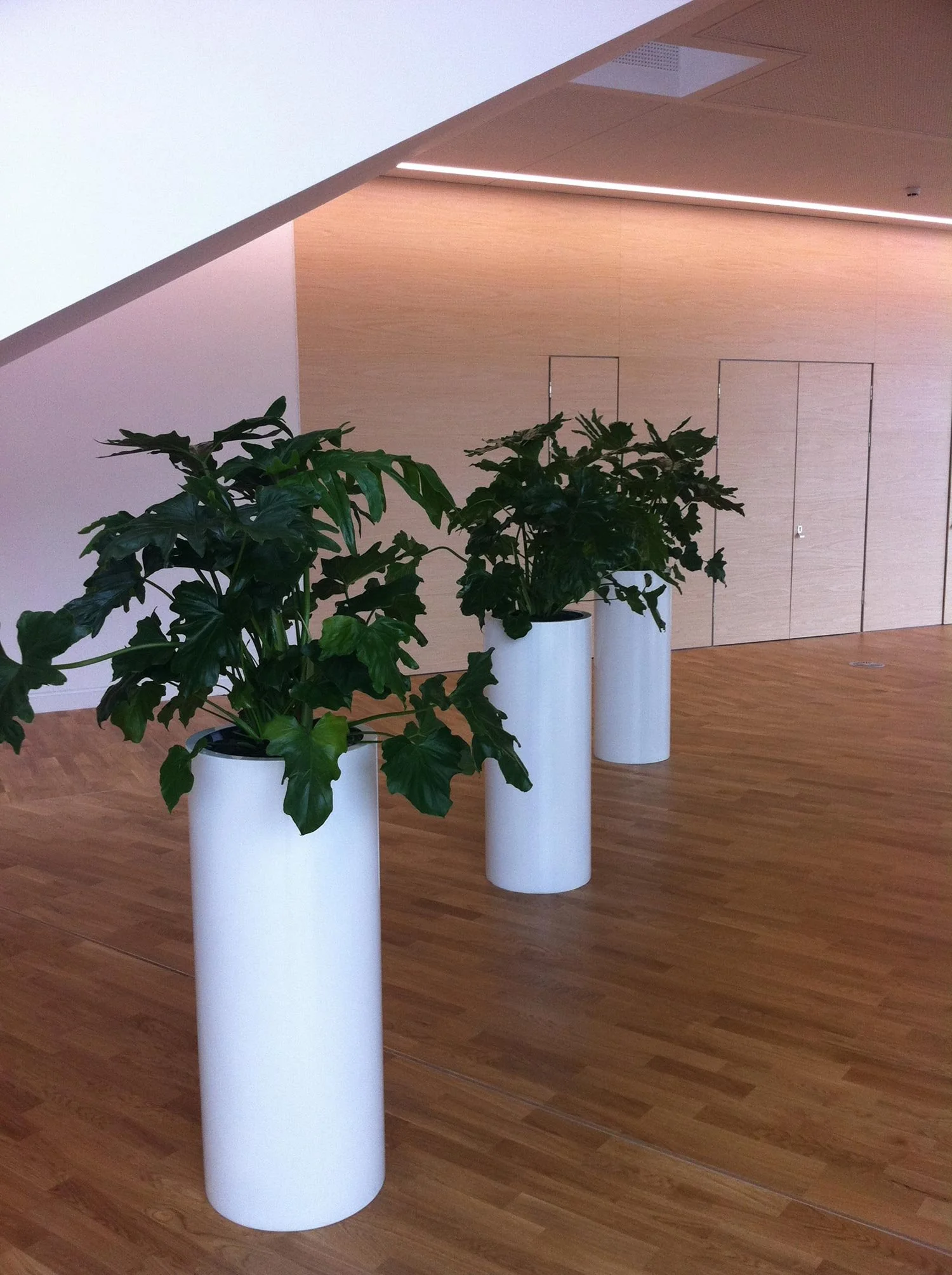 Three potted green plants in white cylindrical pots placed on a wooden floor in an indoor space with a wood-paneled wall and ceiling.