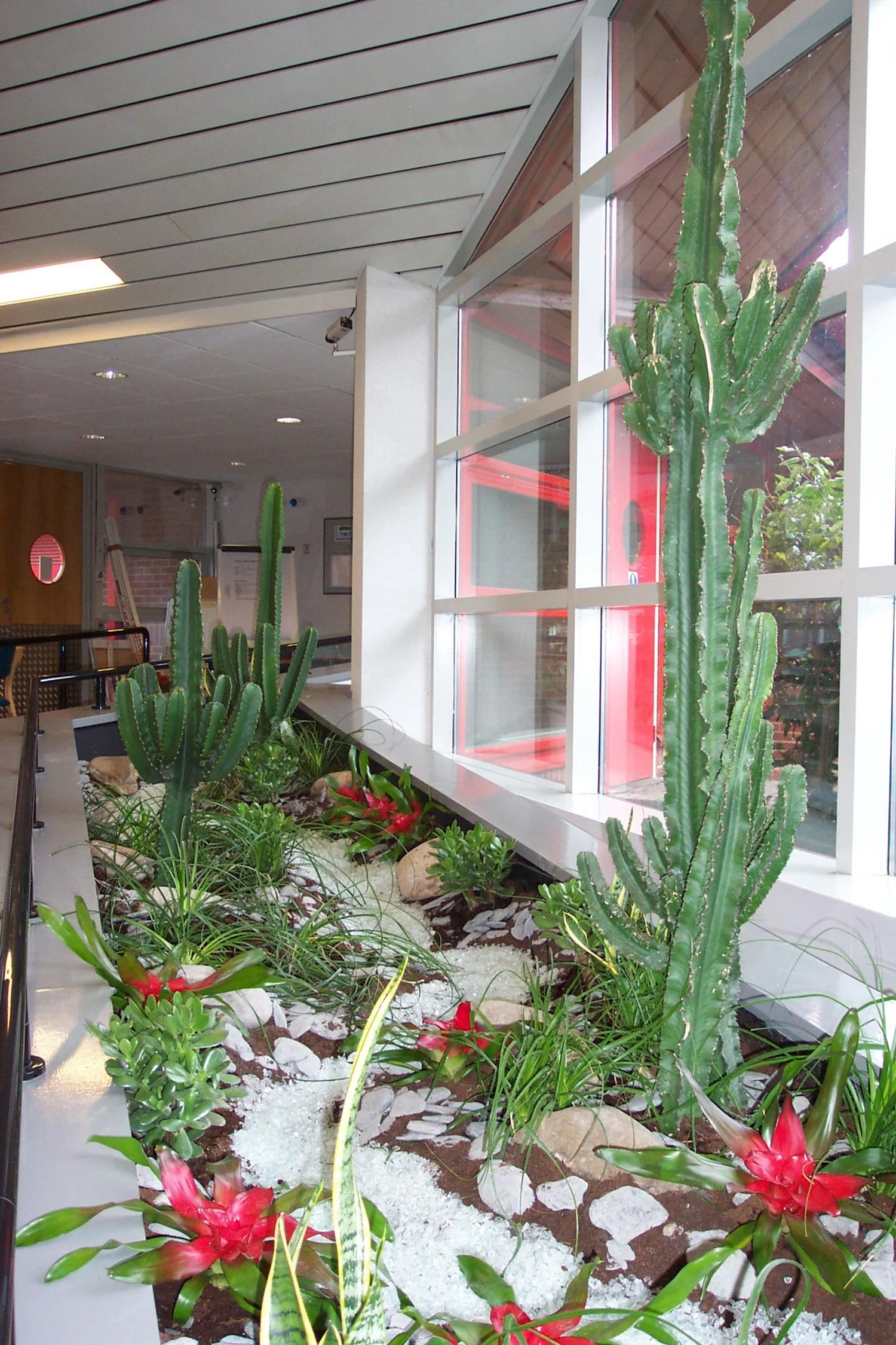 Indoor cactus and succulent garden with large vertical cacti and red flowering succulents by a large window in a modern building.