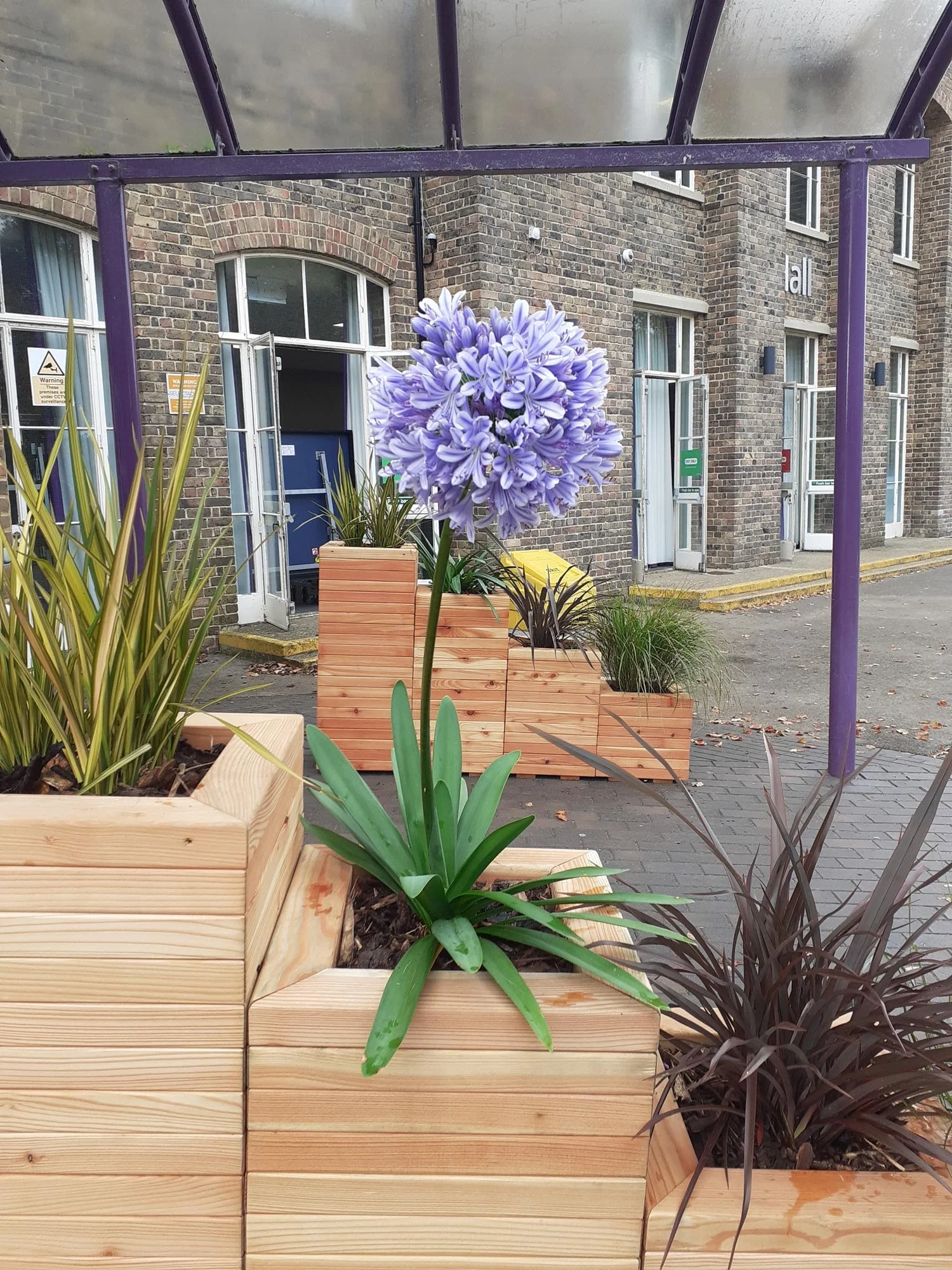 Purple hyacinth flower in a wooden planter outside a brick building with open windows.