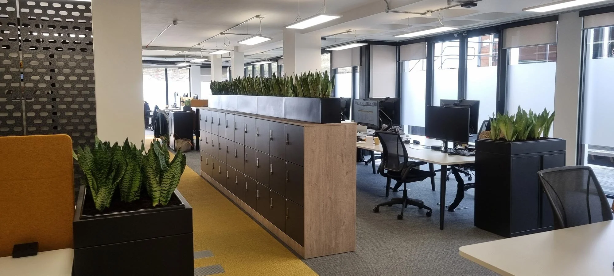 Modern office space with workstations, black computer monitors, office chairs, and plants in black planters. Floor-to-ceiling windows with frosted glass at the lower half let in natural light.