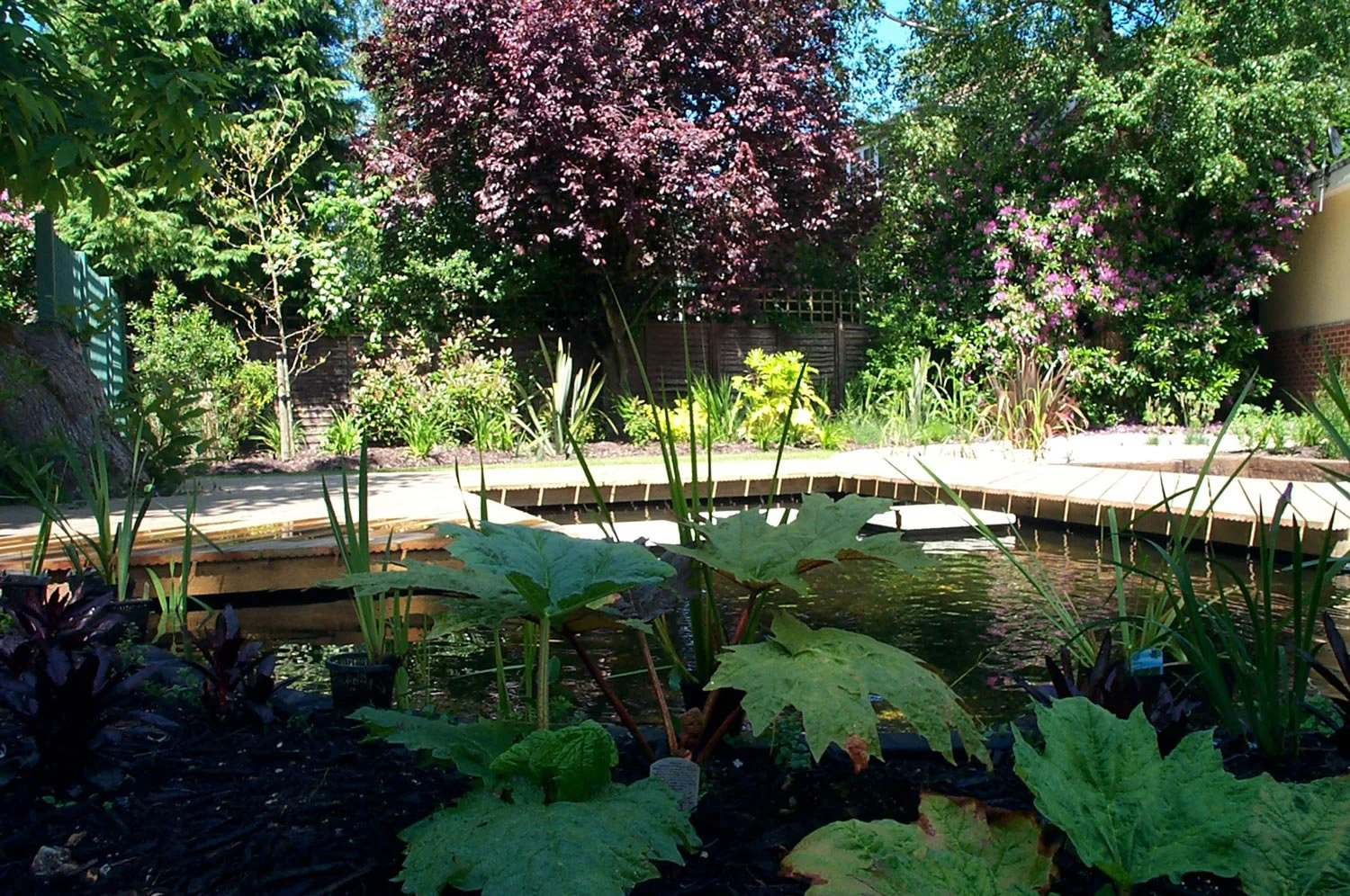 A backyard garden with a pond in the foreground, surrounded by lush green plants and trees, including purple-flowered bushes and a large tree with pink blossoms, under a blue sky with bright sunlight.