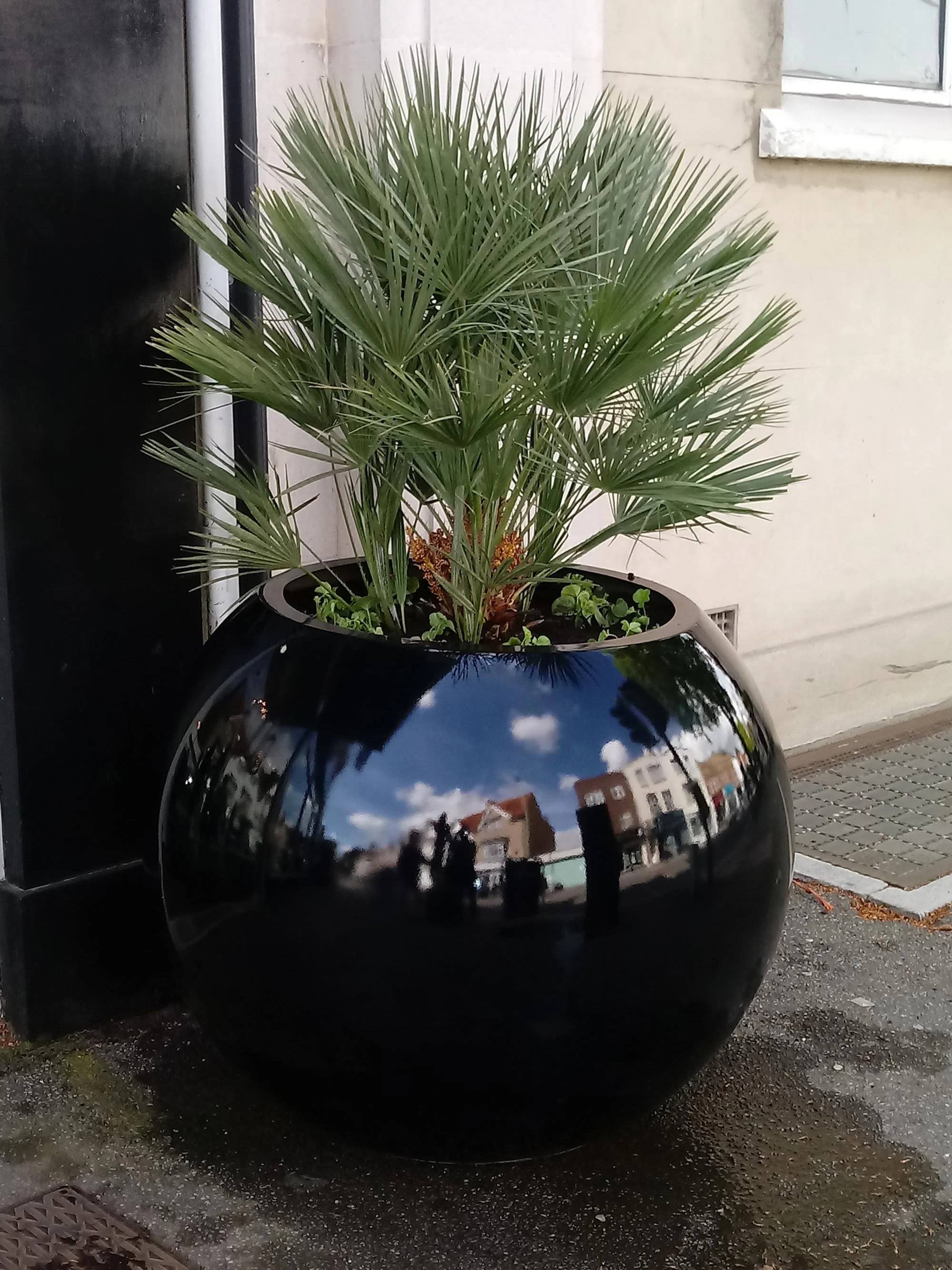 A large black glossy planter with a reflective surface, containing a green palm-like plant, situated on an outdoor sidewalk near a building wall and window.