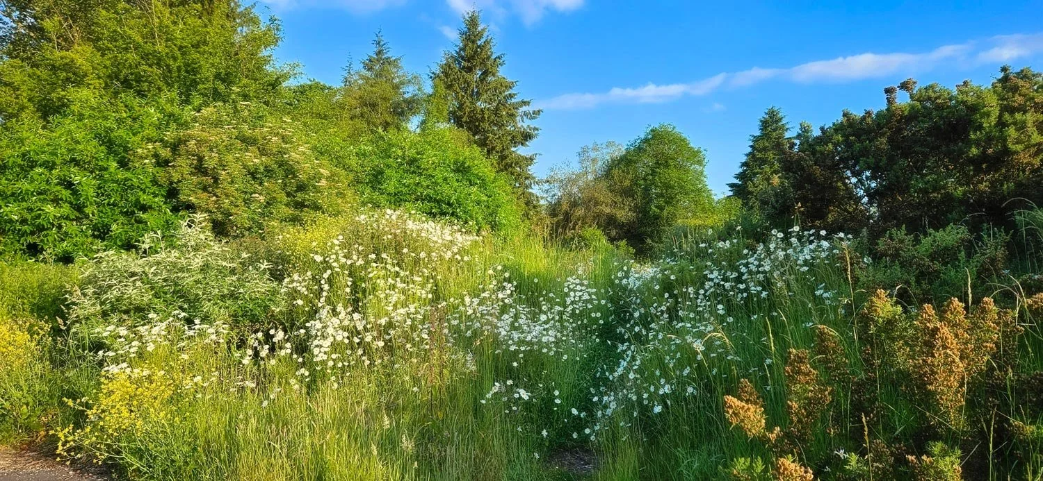 A lush green area with tall grass, white wildflowers, and various trees under a bright blue sky with some clouds.