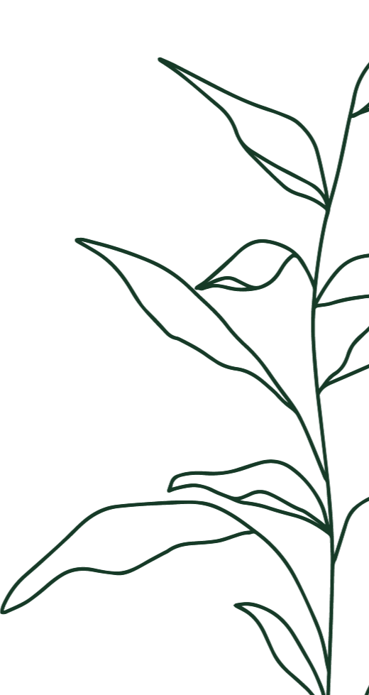 Line drawing of a plant with elongated leaves and a stem on a black background.