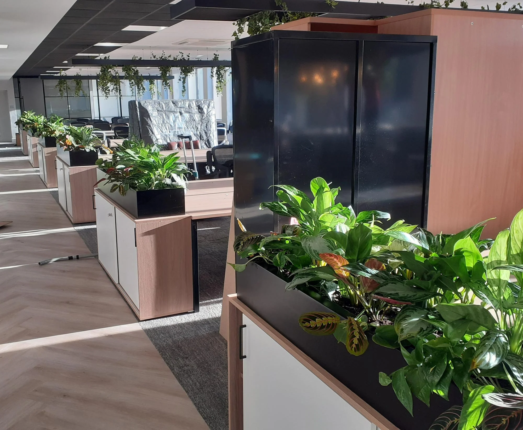 Interior of a modern office space with potted plants on wooden and white cabinets, glass walls, and a conference area in the background.