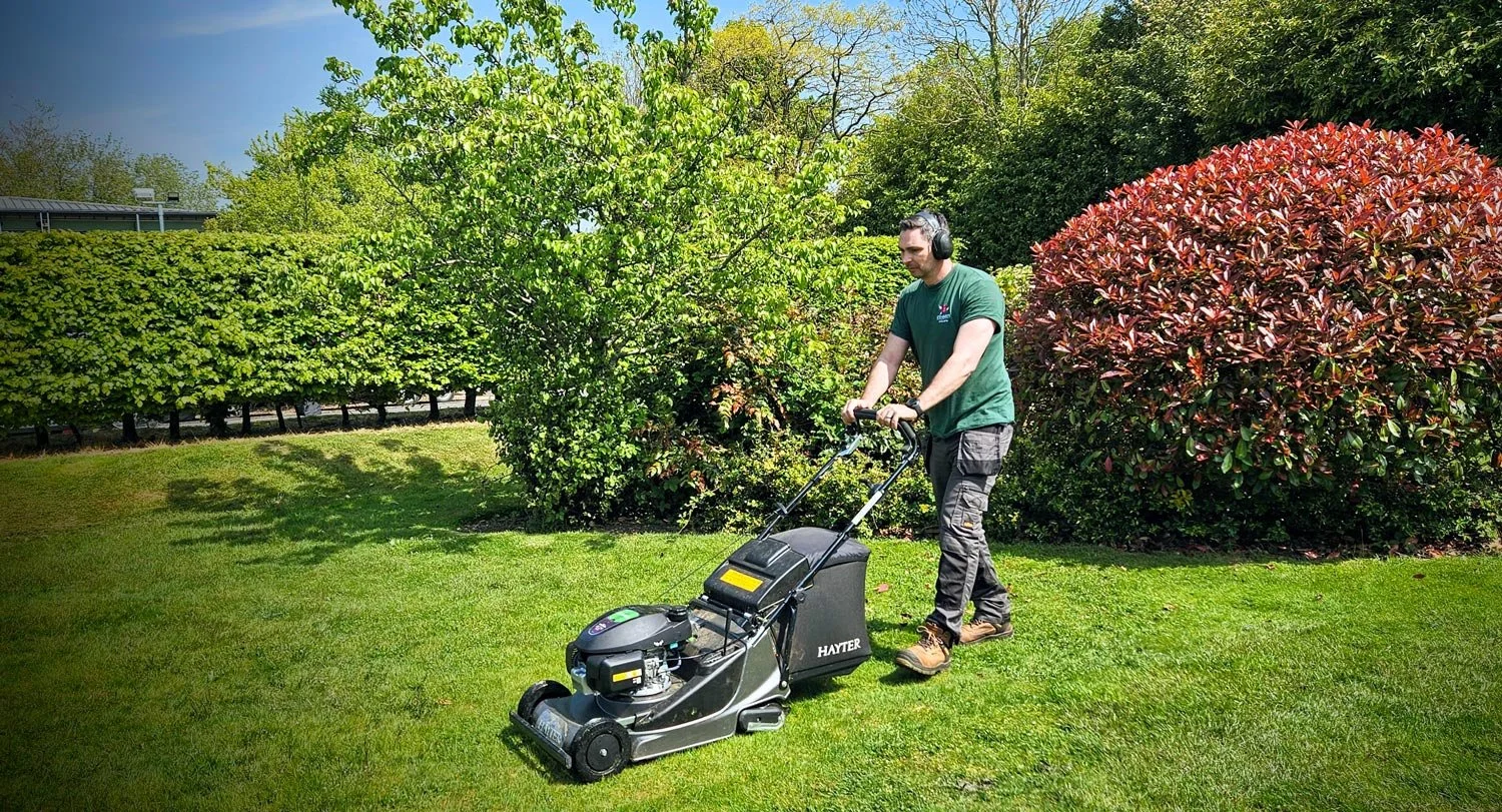 A man mowing the lawn with a commercial lawn mower in a lush, green garden with bushes and trees.