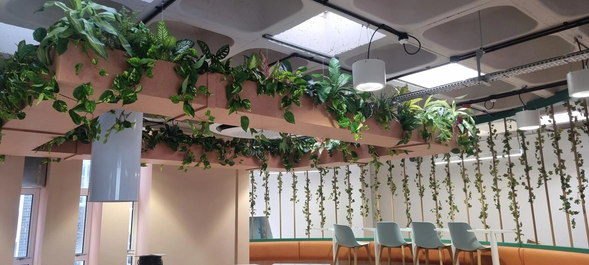 Indoor space with ceiling of skylights, hanging white light fixtures, and a decorative ceiling installation with green plants. There are windows, a white table with four blue chairs, and plants on vertical strings along the wall.