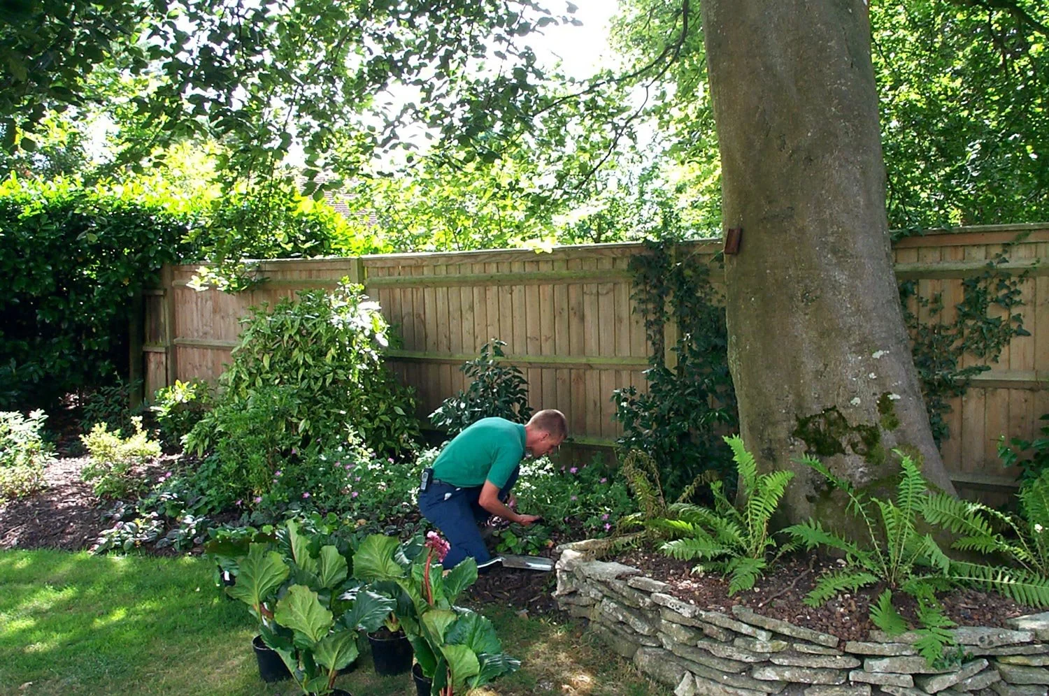A man kneeling in a backyard garden, planting or tending plants near a large tree with a stone border around its base, surrounded by green foliage and a wooden fence.