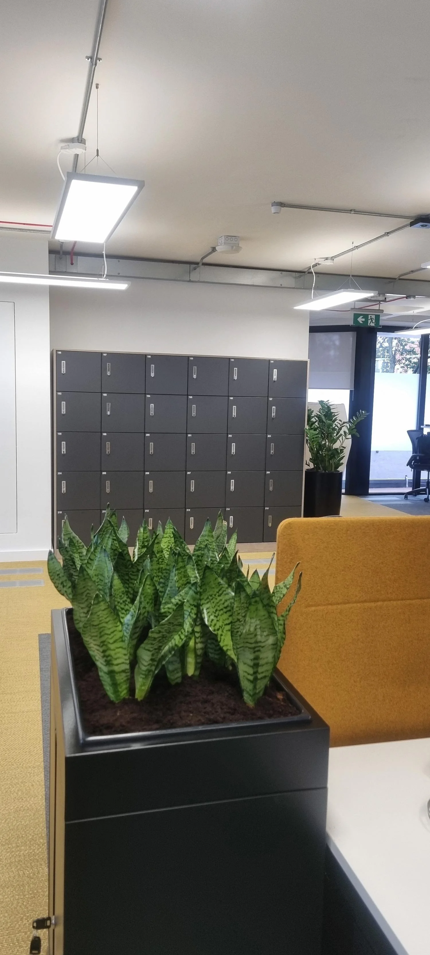 Indoor office with gray lockers, potted plants, yellow sofa, white table, and office chairs, illuminated by ceiling lights.