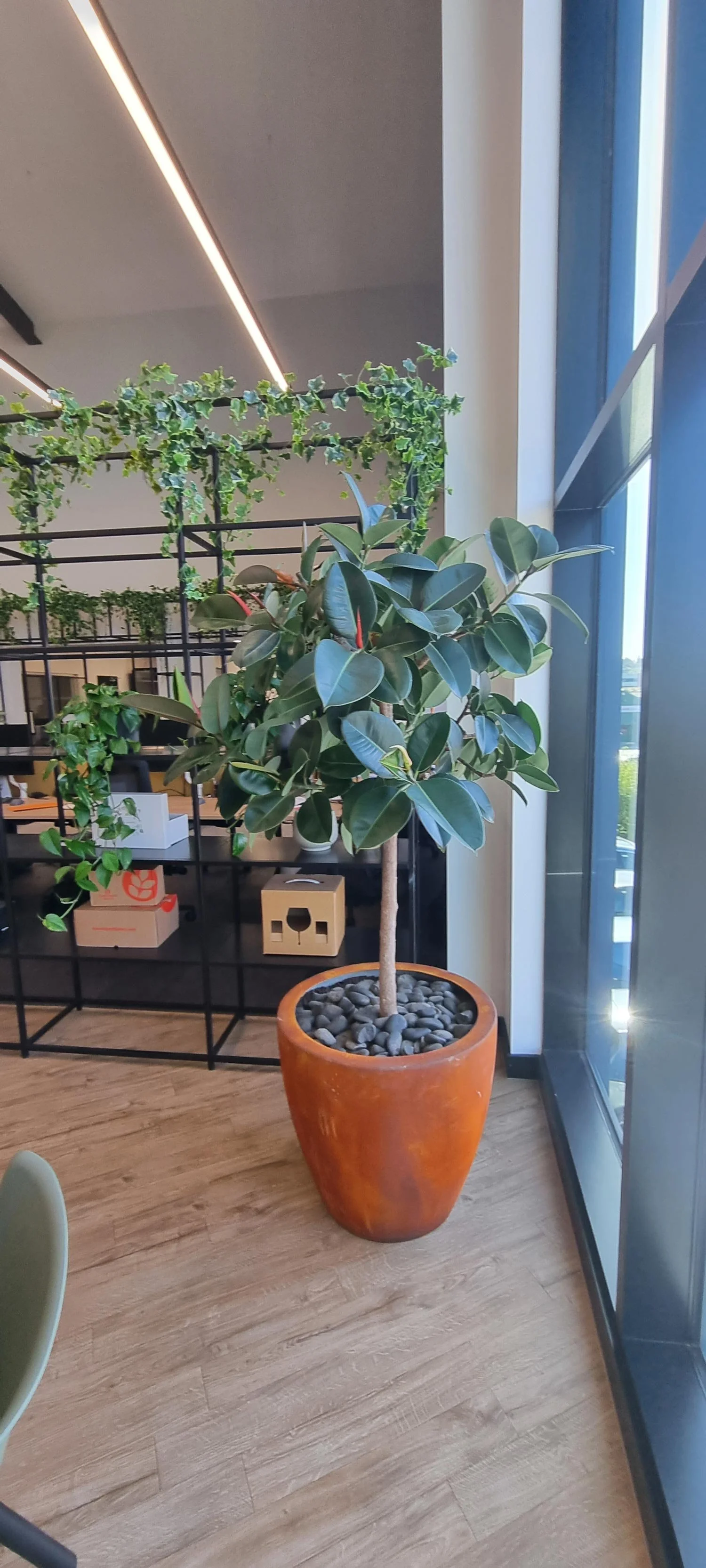 Indoor potted plant with broad green leaves and a slim trunk in a terracotta pot filled with black rocks, located by a large glass window.