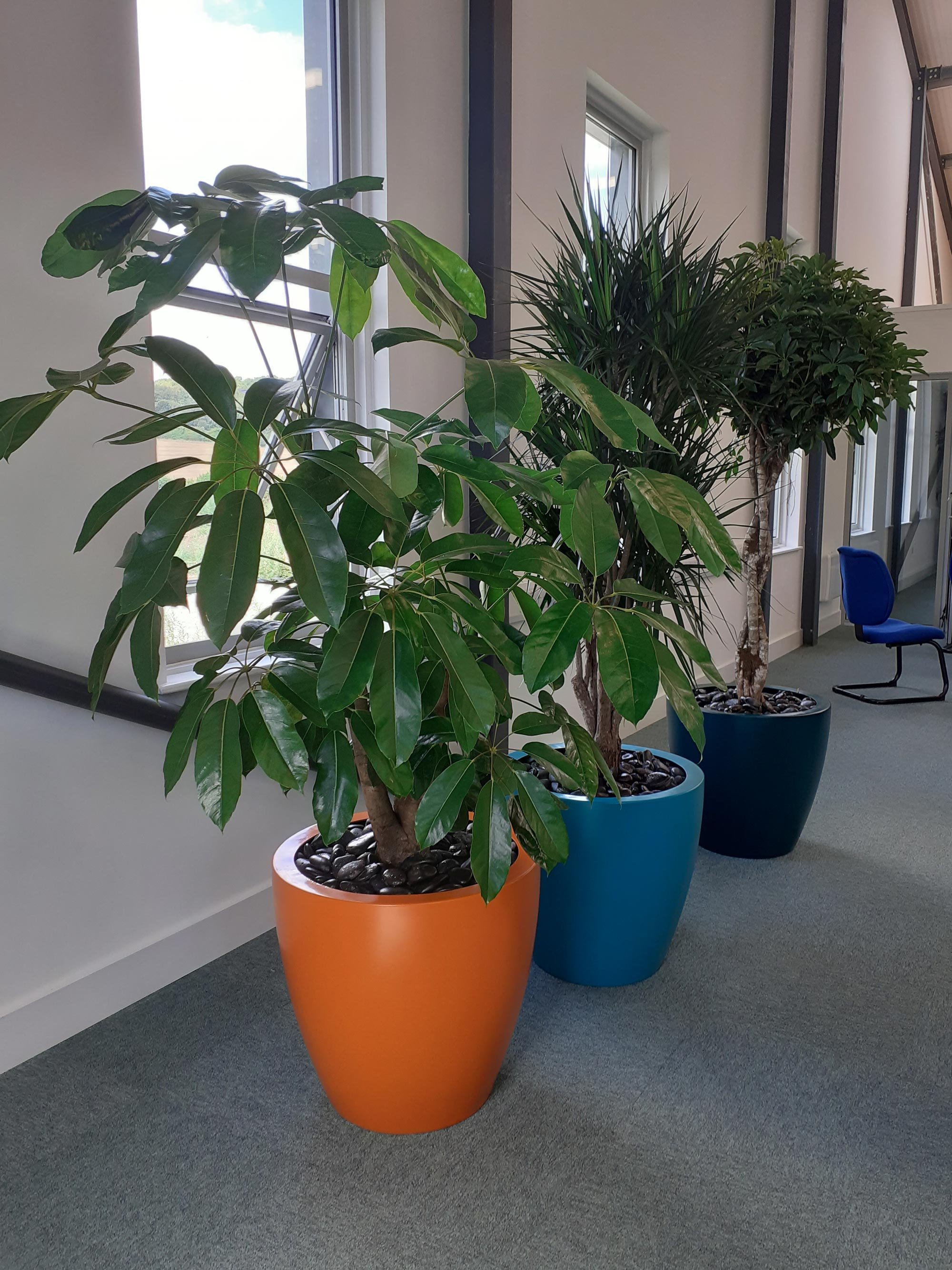 Two tall potted plants with glossy green leaves in orange and blue planters are placed inside a building near large windows with a view of the outdoors. A blue chair is seen in the background.