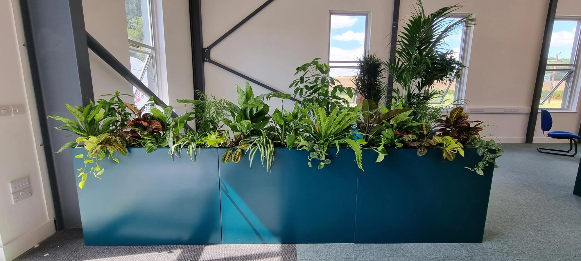 Indoor office space with a large blue planter filled with various green and patterned leafy plants, windows showing blue sky with clouds, and a blue office chair in the background.