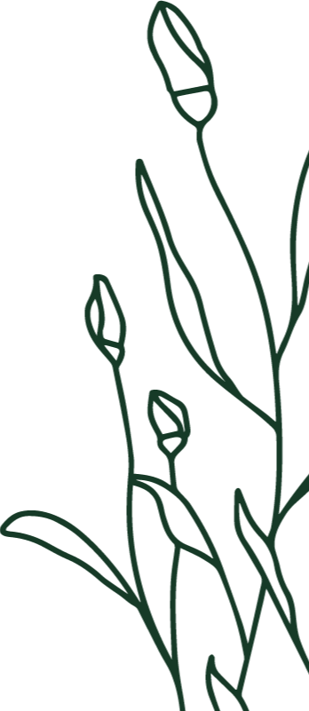 Outline drawing of multiple tulip flowers and leaves.