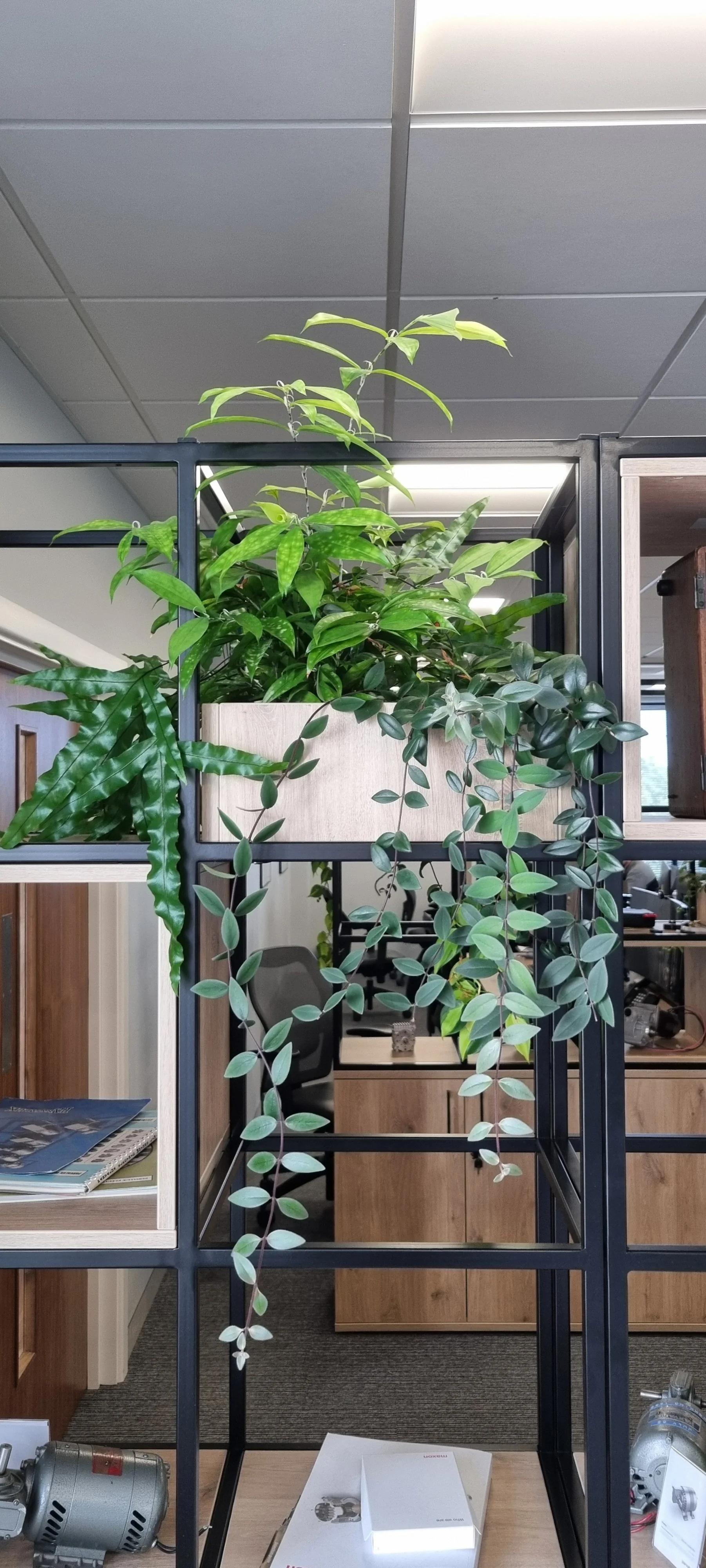 Stewarts_Interior Landscaping_Plants_Workspaces_Hanging Shelving Planting-05.jpg