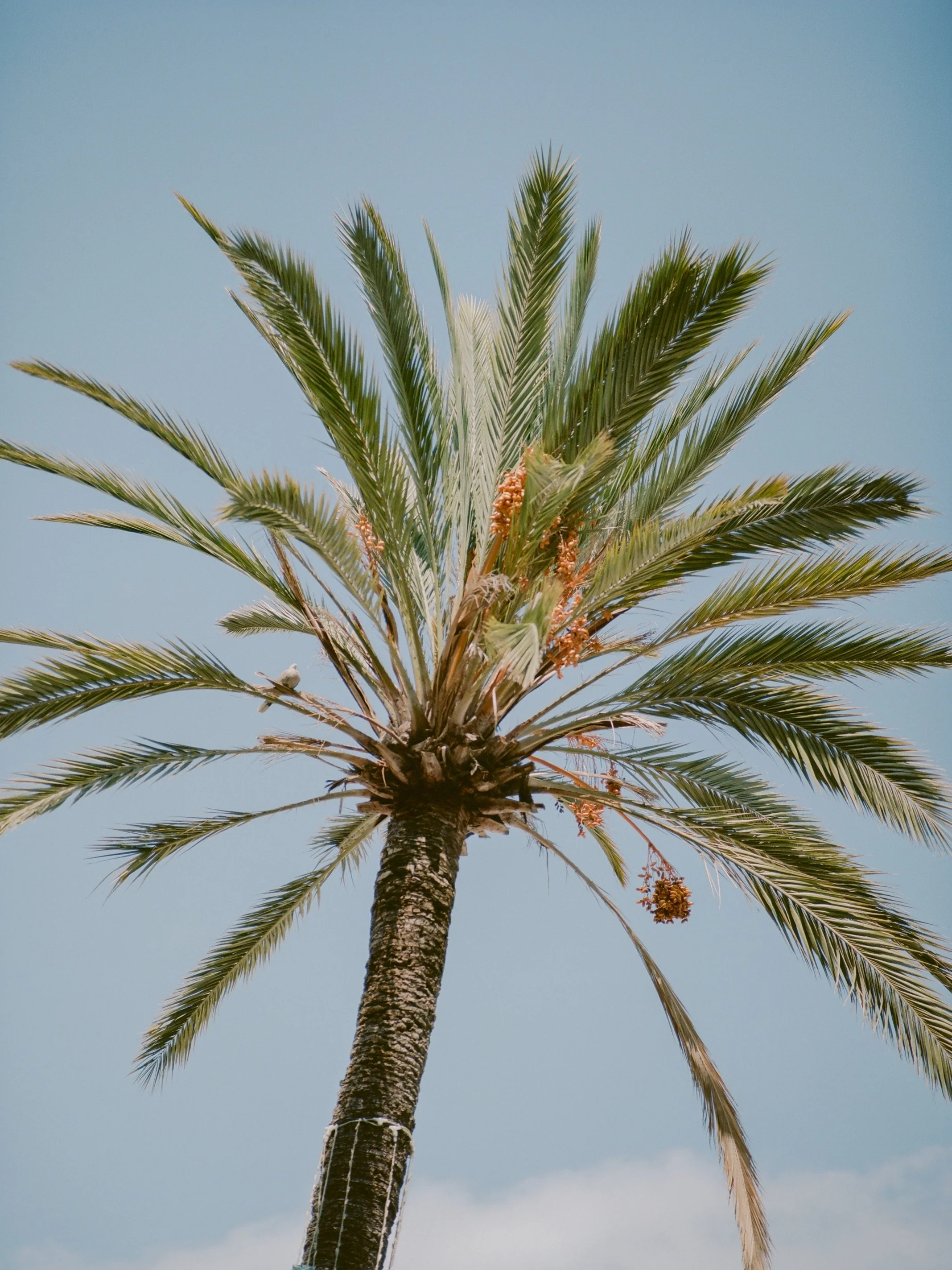 MENTON_004.jpeg