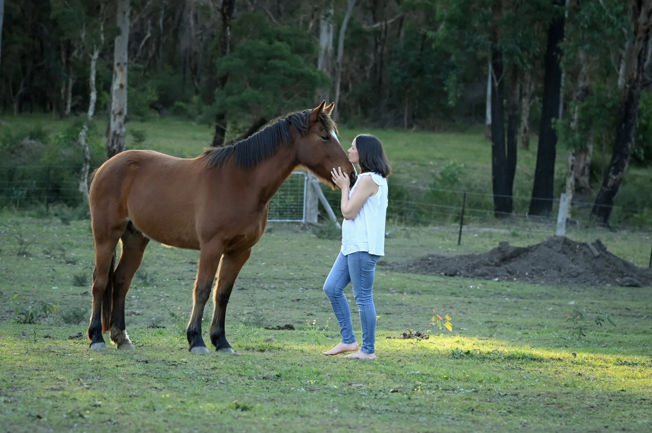 How Equine Bodywork Supports Long-Term Wellbeing