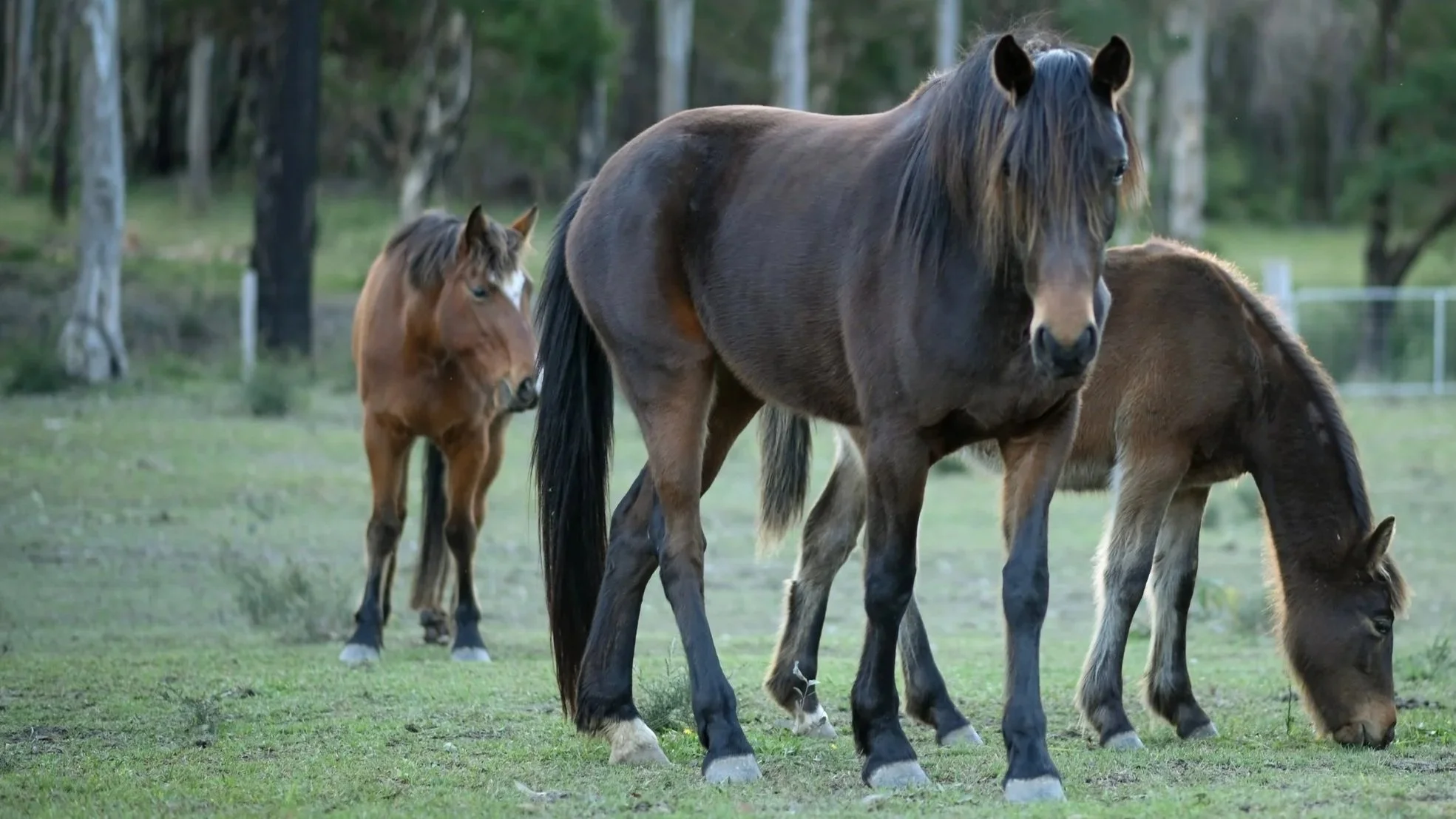 2020_07-Chaffey Family Shoot 7242.jpg