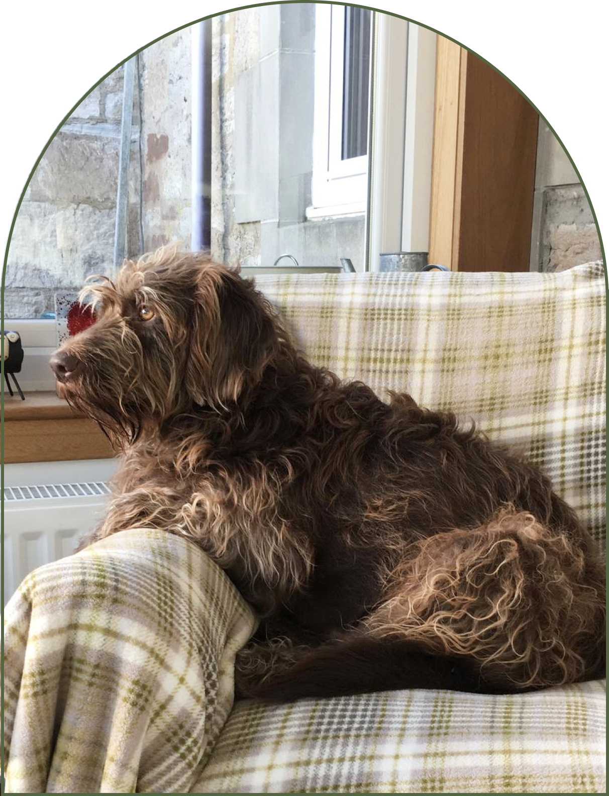 Arch shaped photo of Bruno the dog cosy on a chair in the house in Ayr