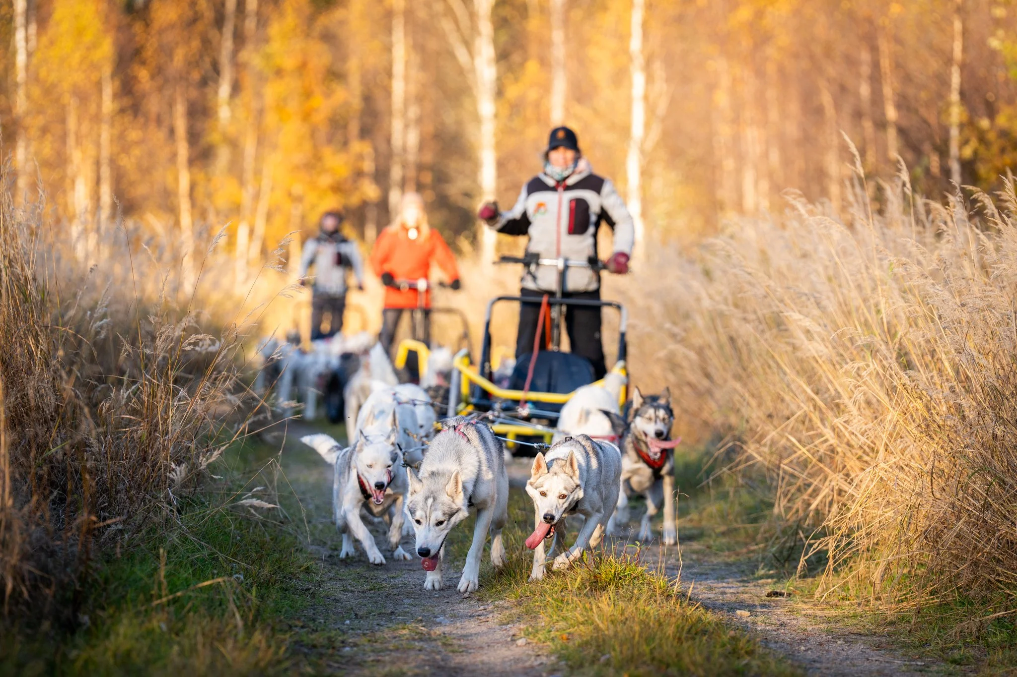 A dog sled team runs through a forest trail with four huskies leading the way, followed by a sled with two people. The scene is set during autumn with golden leaves and tall grass on the sides of the trail.