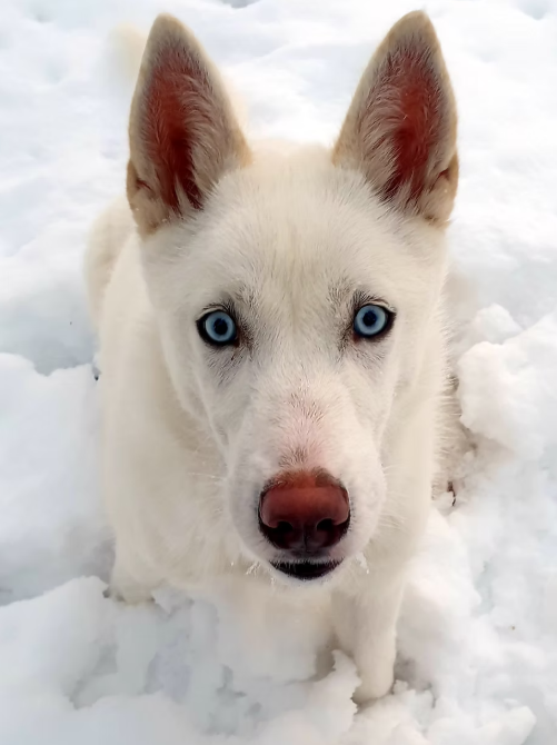 Close-up of a white Siberian Husky dog with bright blue eyes in the snow.