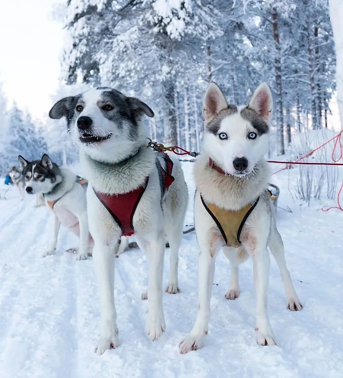 Group of Siberian Huskies in snow with snow-covered trees in the background, wearing harnesses during a dog sledding activity.
