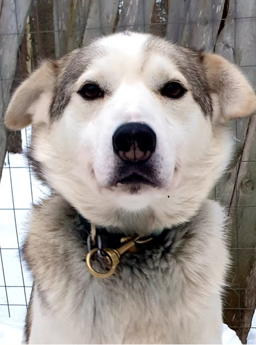Close-up of a large, fluffy dog with gray and white fur, standing outside near a wooden fence.