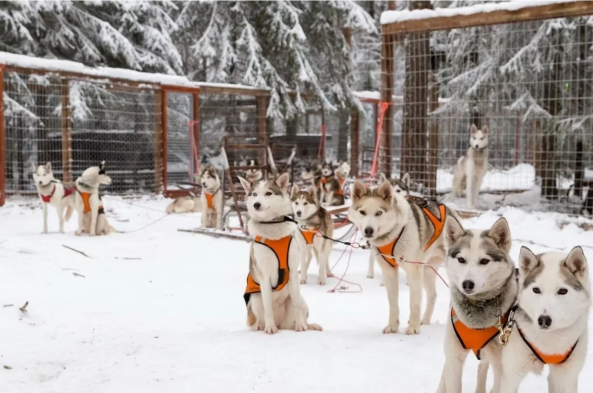 A team of Siberian Huskies in orange harnesses in a snowy outdoor enclosure surrounded by trees, ready for dog sledding.