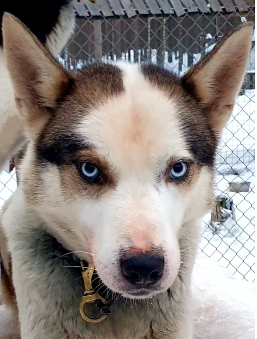 Close-up of a husky dog with blue eyes, standing outdoors with a chain-link fence and snow in the background.