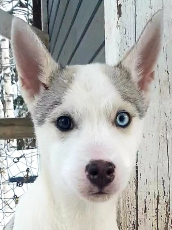 Close-up of a husky puppy with heterochromatic blue eyes, sitting outside near a wooden fence.
