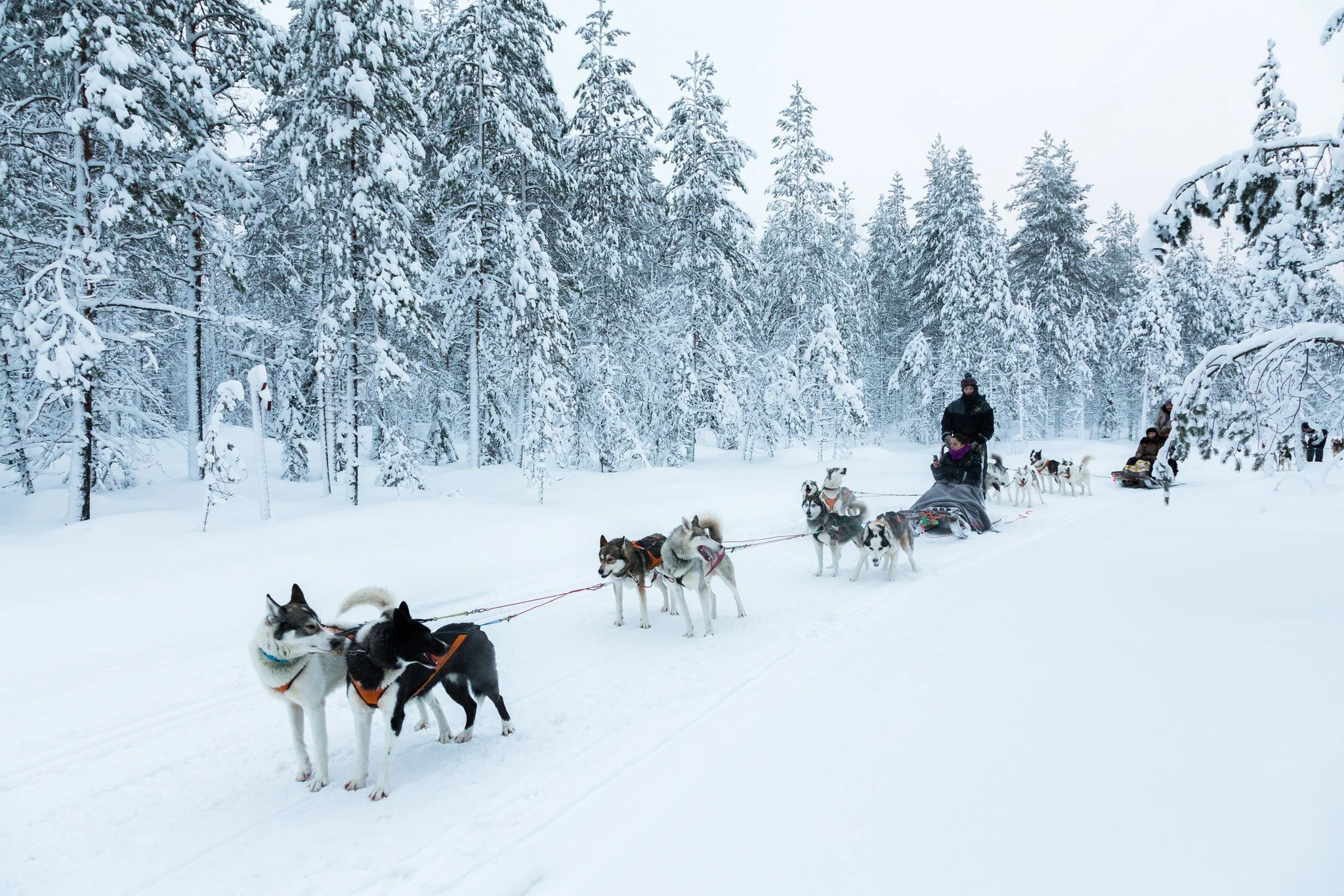 A dog sled team with multiple huskies harnessed to a sled in a snowy winter forest with tall snow-covered trees.