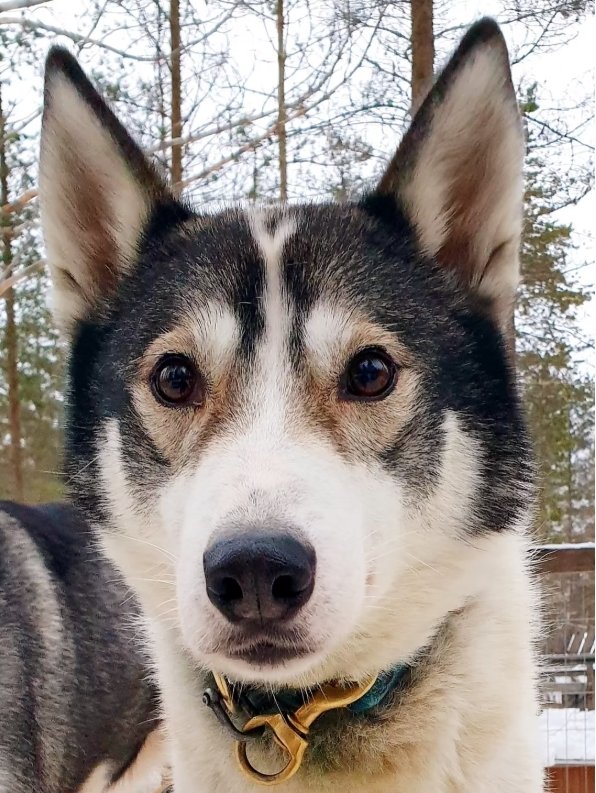 Close-up of a Siberian Husky with black and white fur, amber eyes, and erect ears outdoors, with a background of trees and snow.