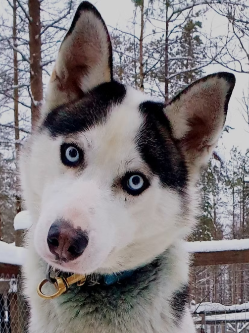 Close-up of a Siberian Husky dog with striking blue eyes, black and white fur, outdoors in a snowy wooded area.