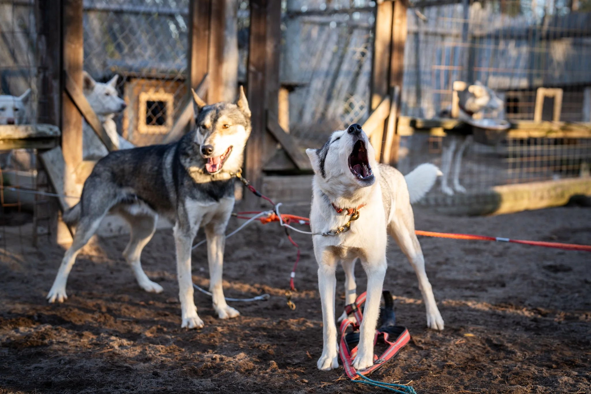 Two huskies standing on dirt in a fenced outdoor area, one yawning and the other smiling with its tongue out, with dogs resting on shelves in the background.