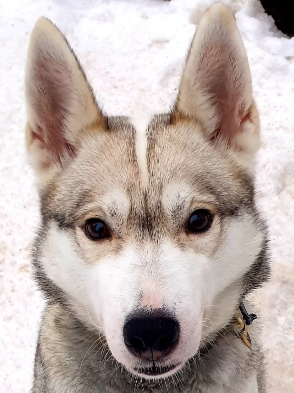 Close-up of a Siberian Husky dog outdoors on snow, showing its face and ears.