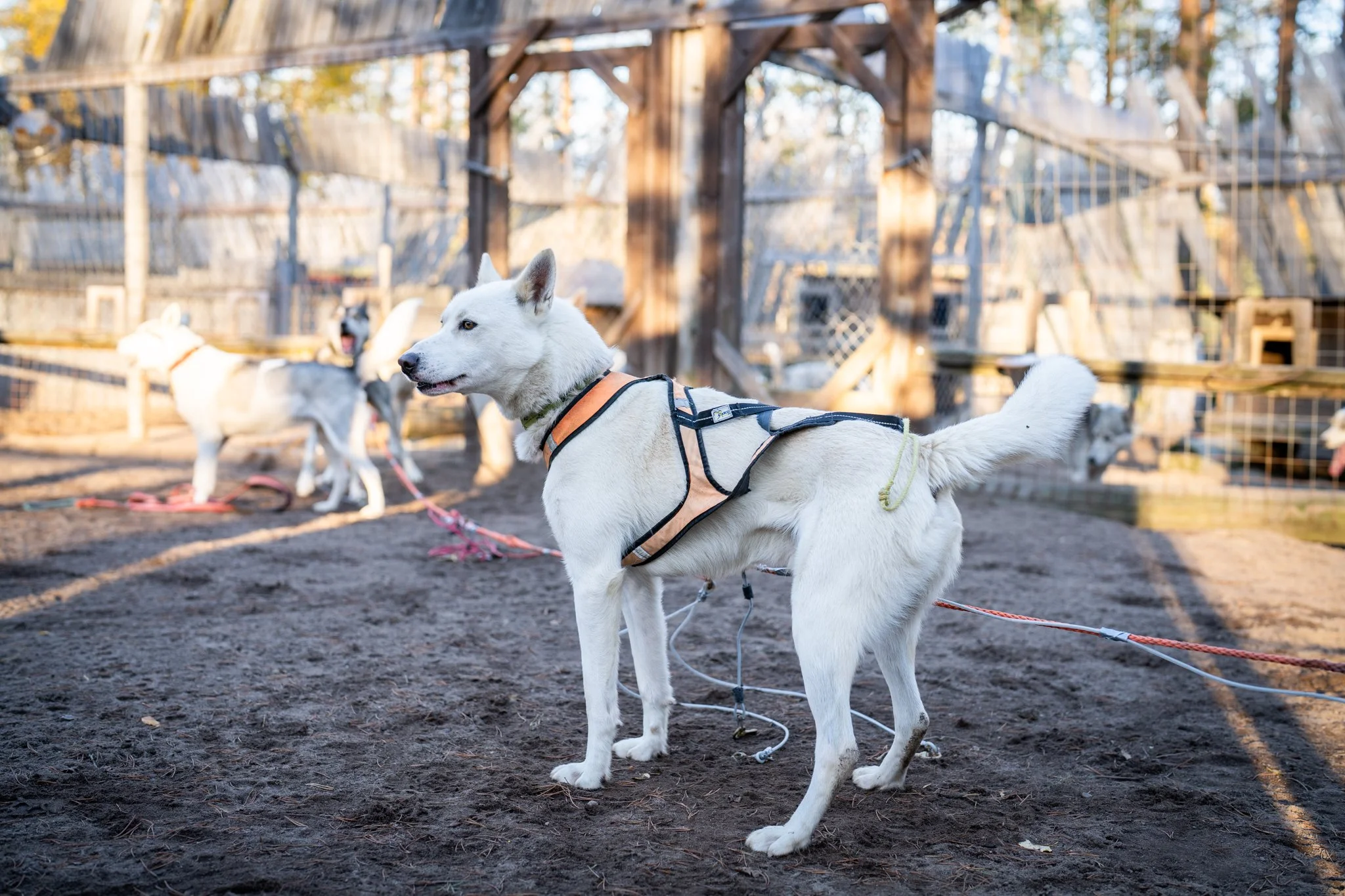 A white husky dog in a harness standing on dirt ground in a dog enclosure with other dogs and wooden structures in the background.