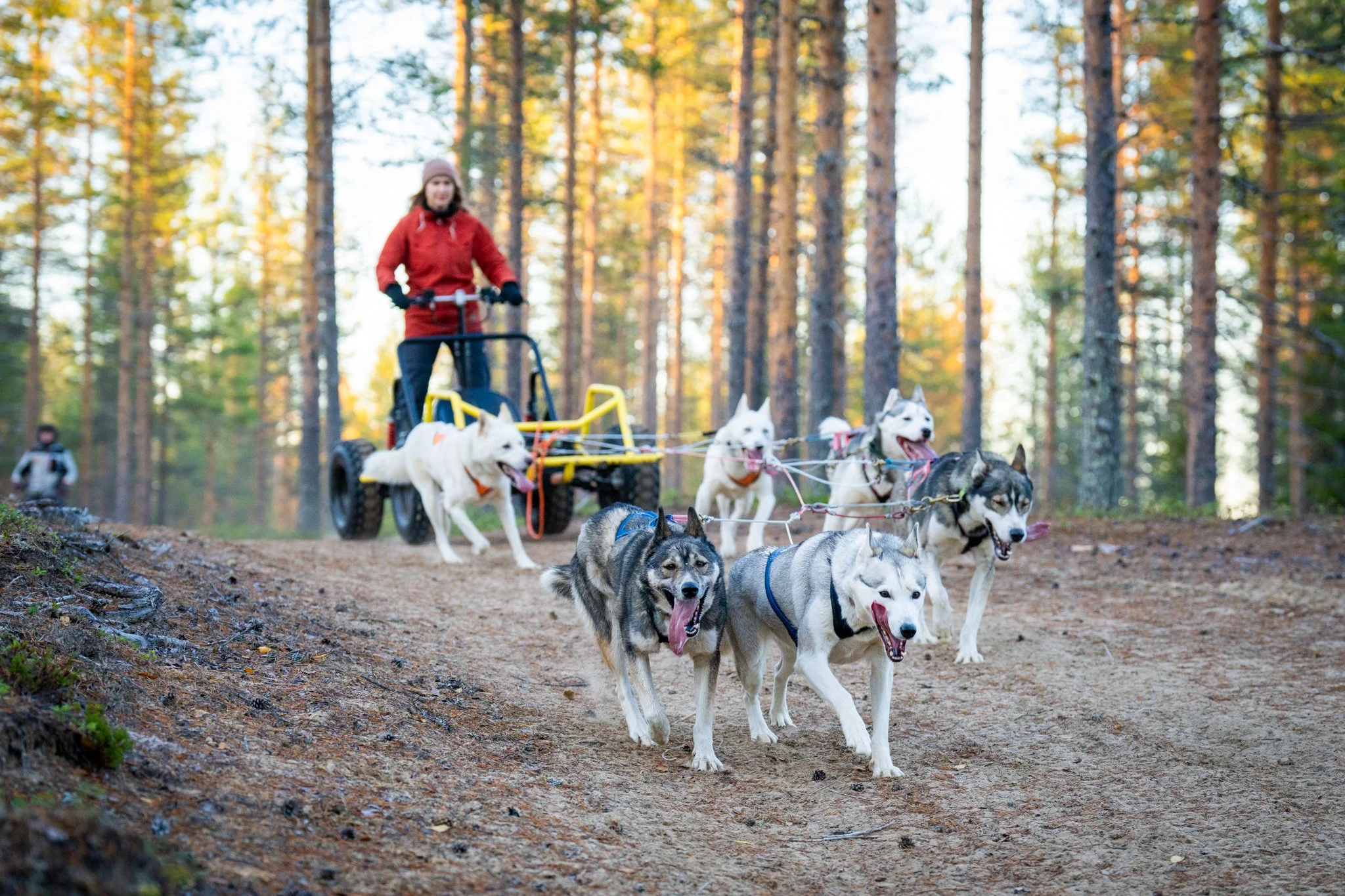 A person in a red jacket is riding a dog sled pulled by several huskies through a forest with tall trees and autumn foliage.