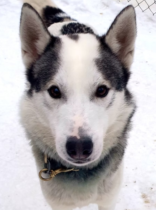 Close-up of a husky dog with black and white fur, standing on snow.