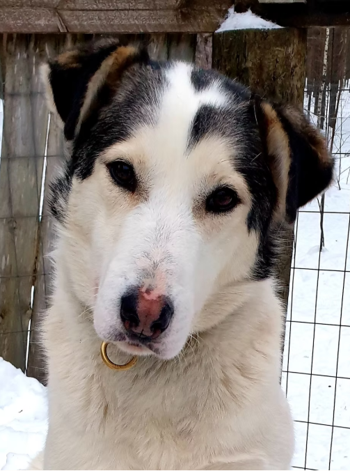Close-up of a mixed breed dog with black and white fur, brown eyes, and a gold ring in its nose, standing outdoors in a snowy area with a wooden fence behind it.