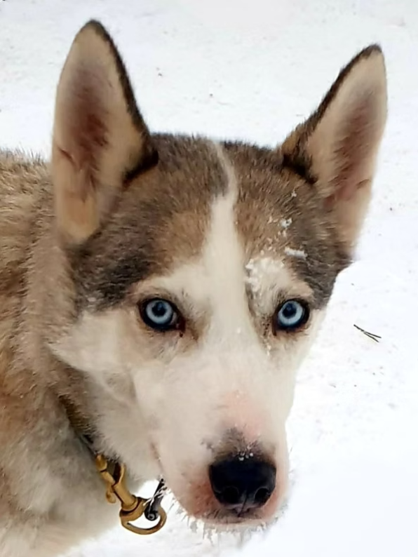 Close-up of a husky dog's face with bright blue eyes, in a snowy outdoor setting.