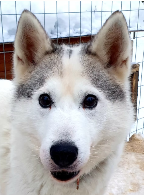 Close-up of a Siberian Husky puppy with blue eyes, standing outdoors on snow with a wire fence in the background.