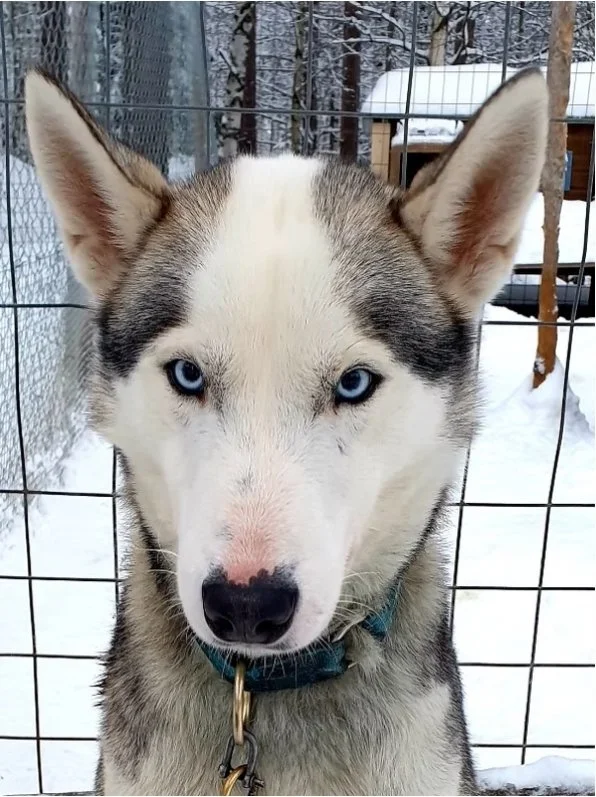 Close-up of a Siberian Husky with blue eyes behind a wire fence in a snowy outdoor setting.