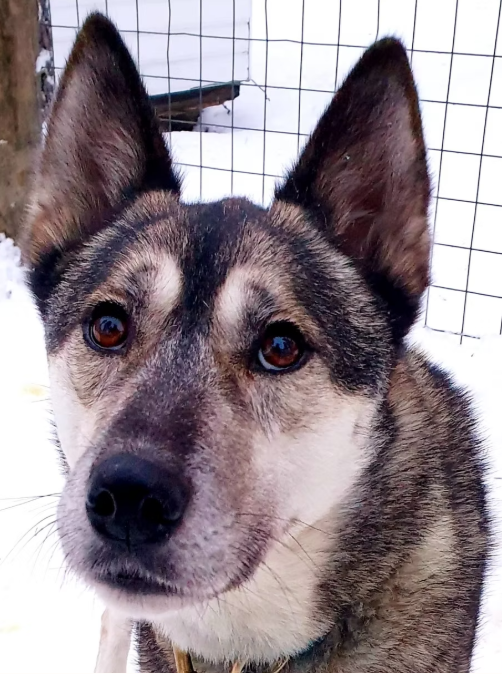 Close-up of a Siberian Husky dog outside in snowy weather, with a wire fence in the background.