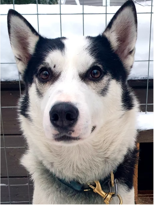 Close-up of a Siberian Husky dog with black and white fur, brown eyes, and a black nose, standing outside in front of a wire fence and snow.