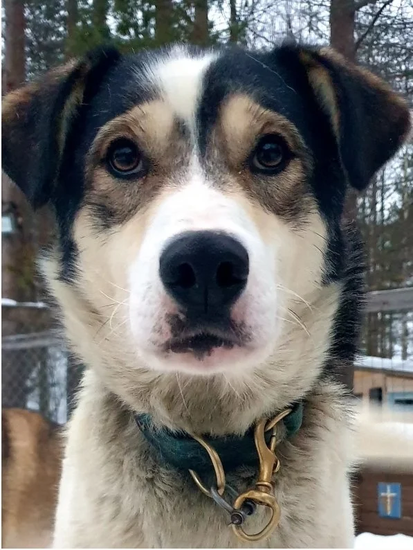 Close-up of a mixed breed dog with brown eyes and black, white, and tan fur, wearing a blue collar with a gold ring, outdoors with trees and a wooden doghouse in the background.