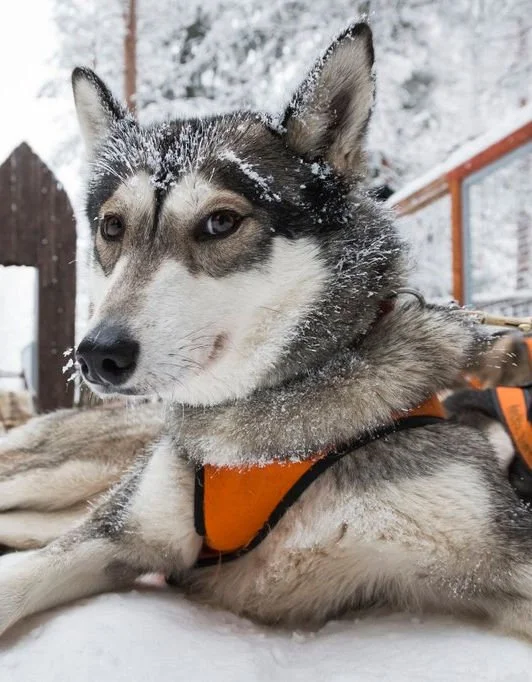 A Siberian Husky dog lying in the snow with snow on its face and fur, wearing an orange harness, outdoors in a winter setting.