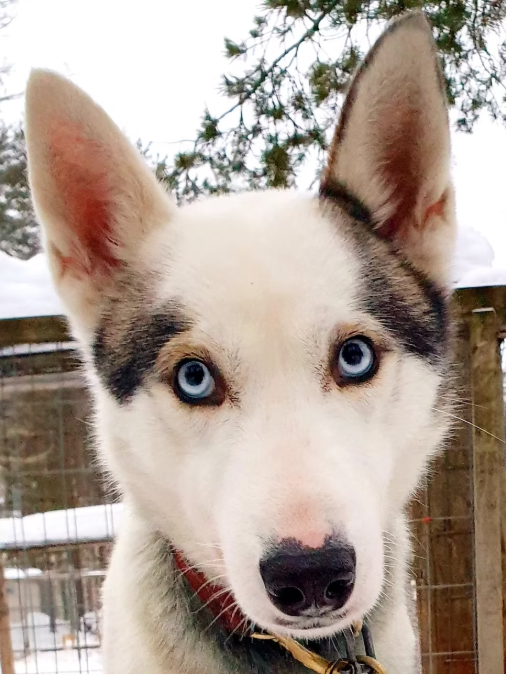 Close-up of a Siberian Husky with striking blue eyes and a white and gray coat, outdoors with snow and trees in the background.