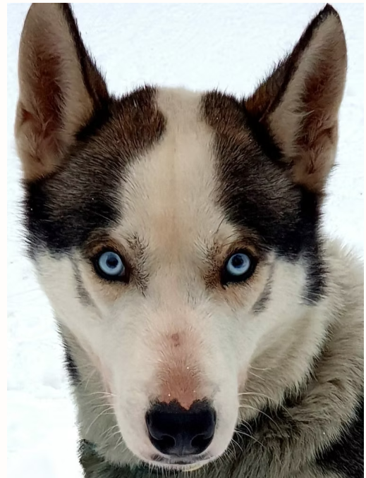 Close-up of a husky dog with blue eyes and a white and gray fur coat.