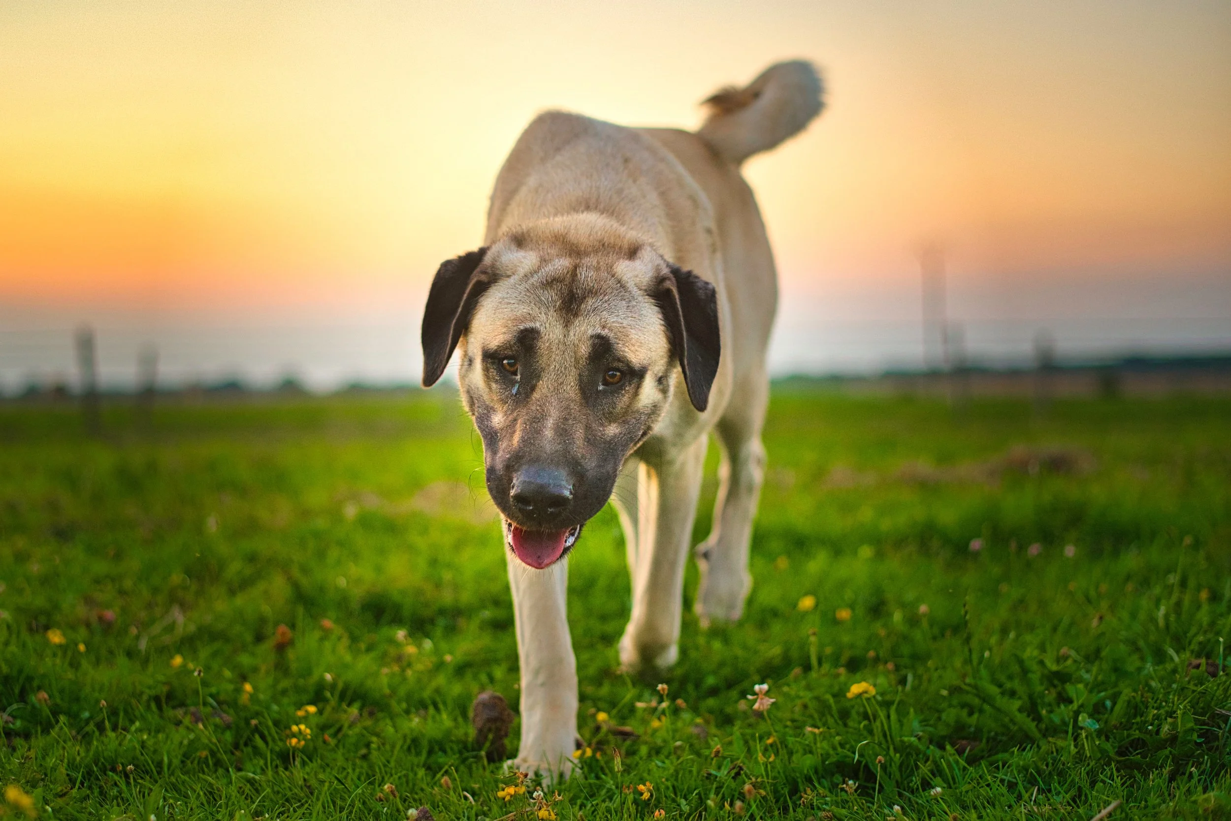 Portrait d'une chienne kangal dans un parc à Radonvilliers