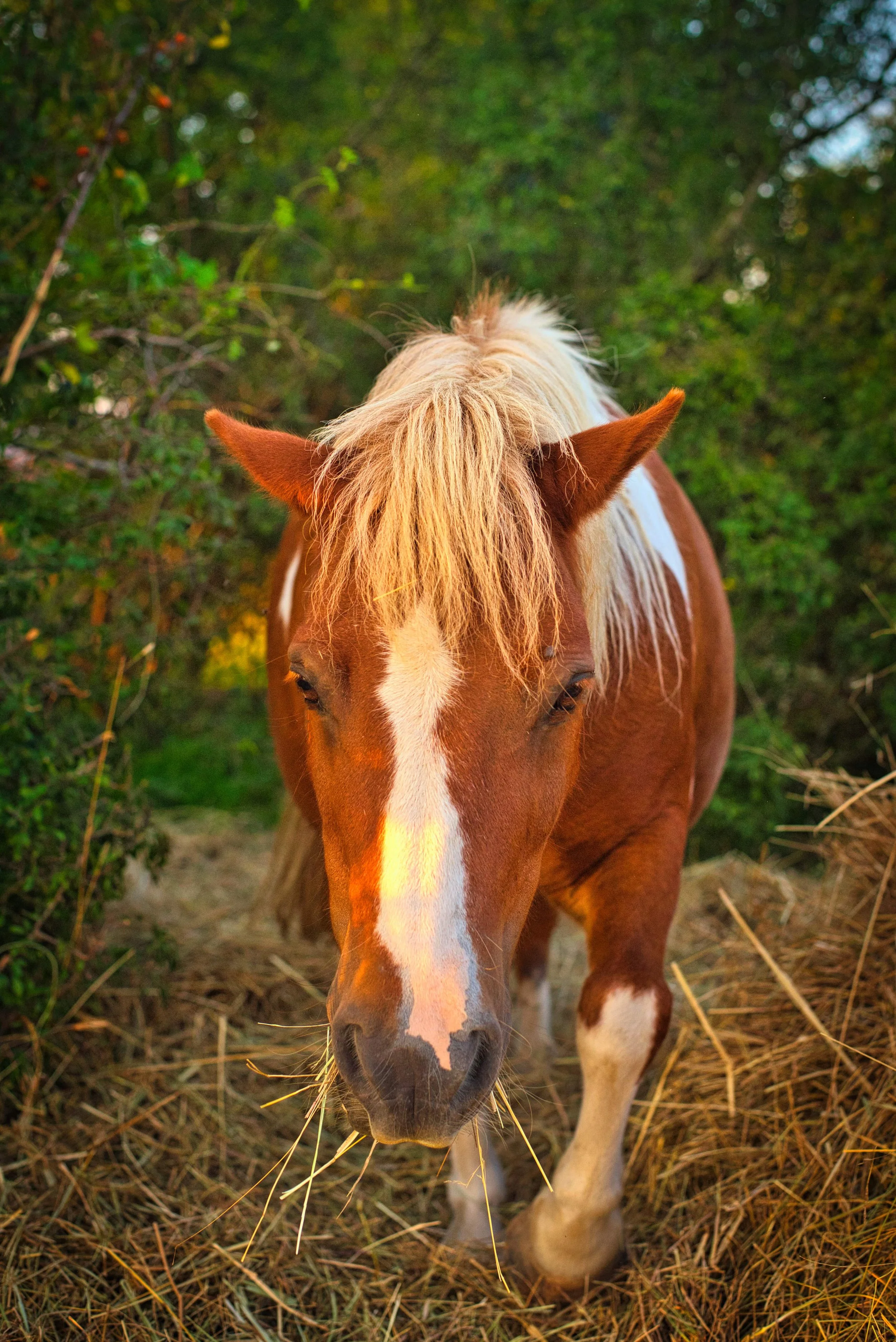 Poney qui avance vers l'appareil photo, dans un parc à Radonvilliers